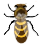 [Horned Bee]