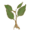 [sage]
